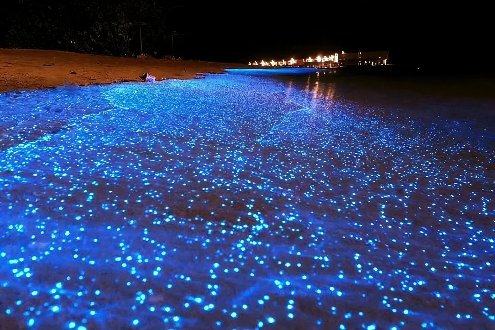 Points of blue bioluminescent light scattered across dark shallow water and wet sand at night, a lit shoreline beyond